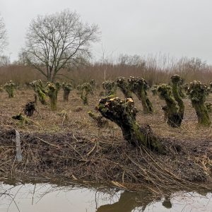 (VOL) Familieopstelling met eigen vraag door psycholoog |  vrijdag 6 februari 2026