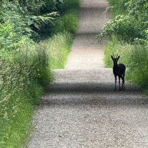 Familieopstelling met eigen vraag door psycholoog |  vrijdag 1 mei 2026