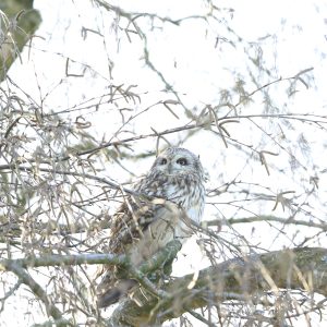 Familieopstelling met eigen vraag door psycholoog |  vrijdag 29 mei 2026